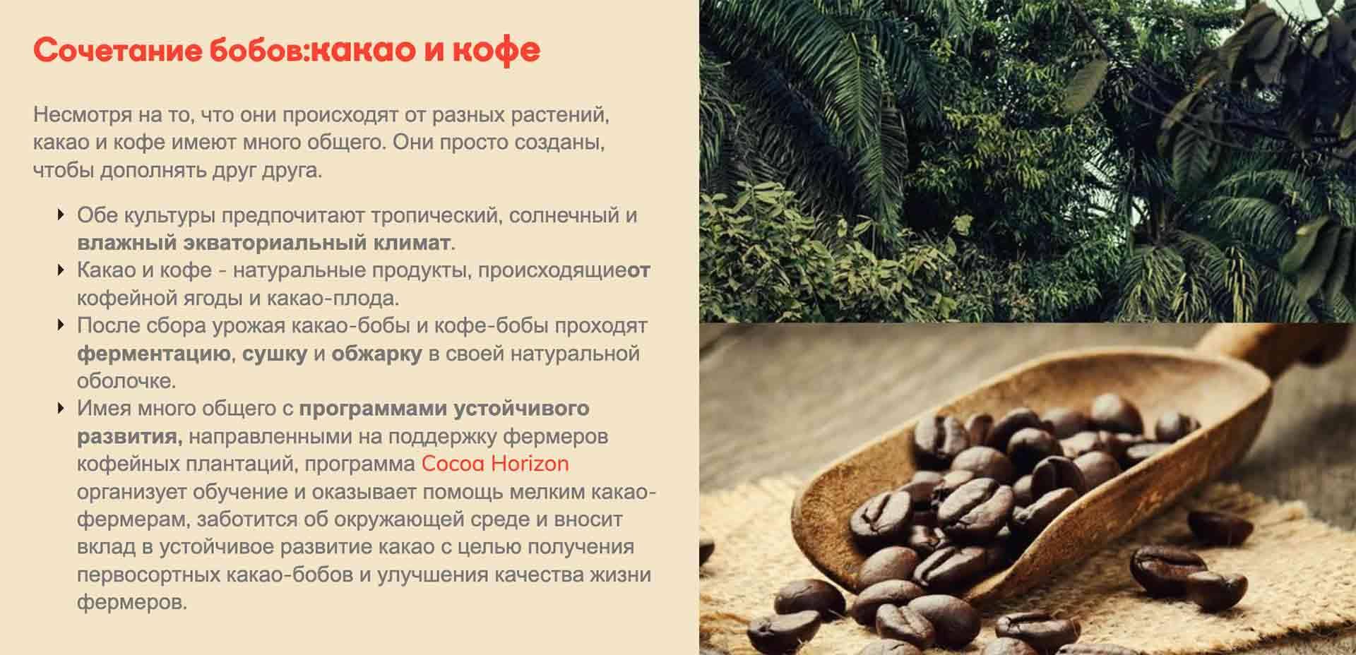 Сочетание бобов: какао и кофе