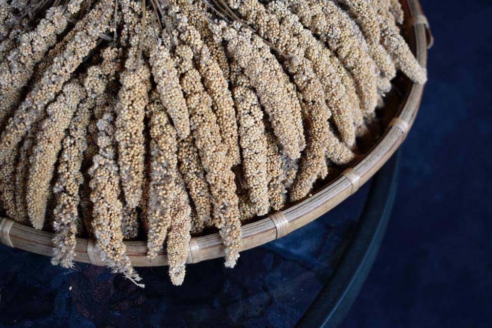 A basket of dried millet still on the stalks