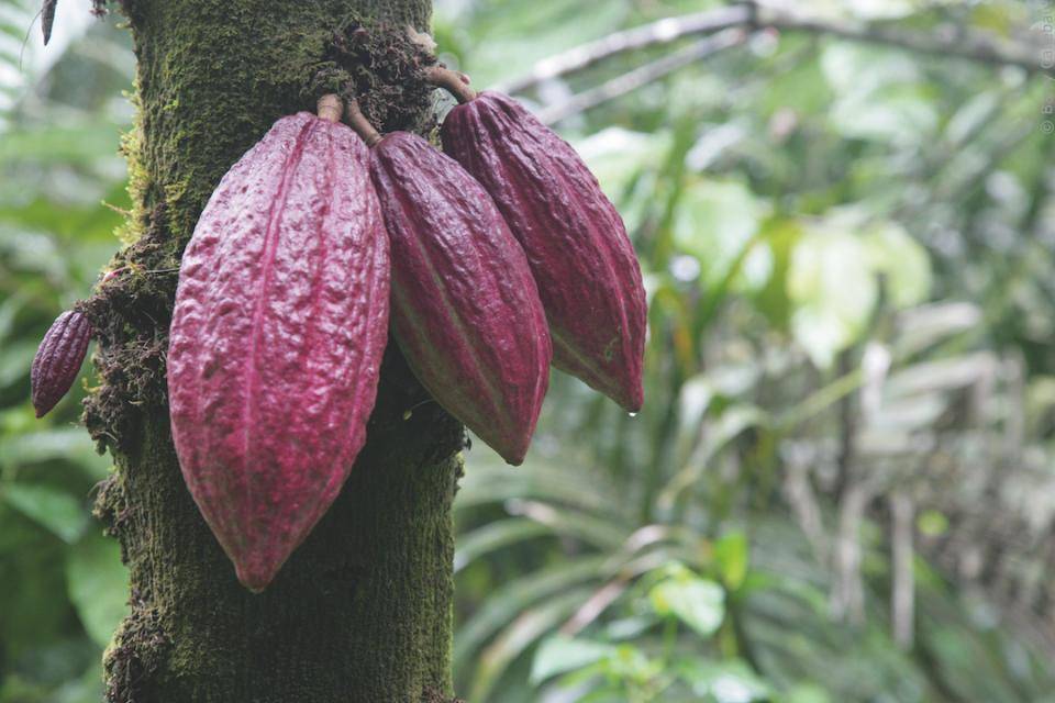 Cacao Pods growing from a tree