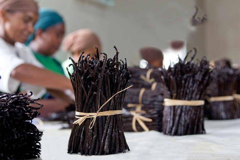 bunches of vanilla beans tied with twine and stood upright on a table