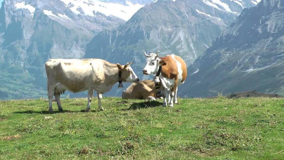 Nachhaltigkeit bei Carma