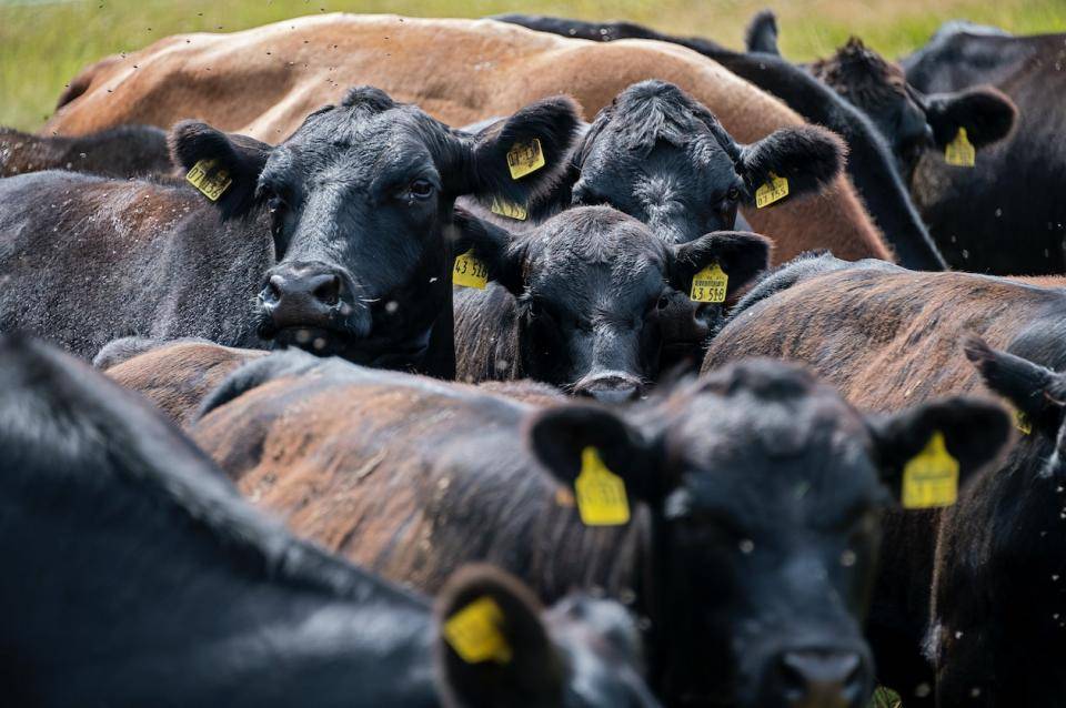 Several cows crowded together