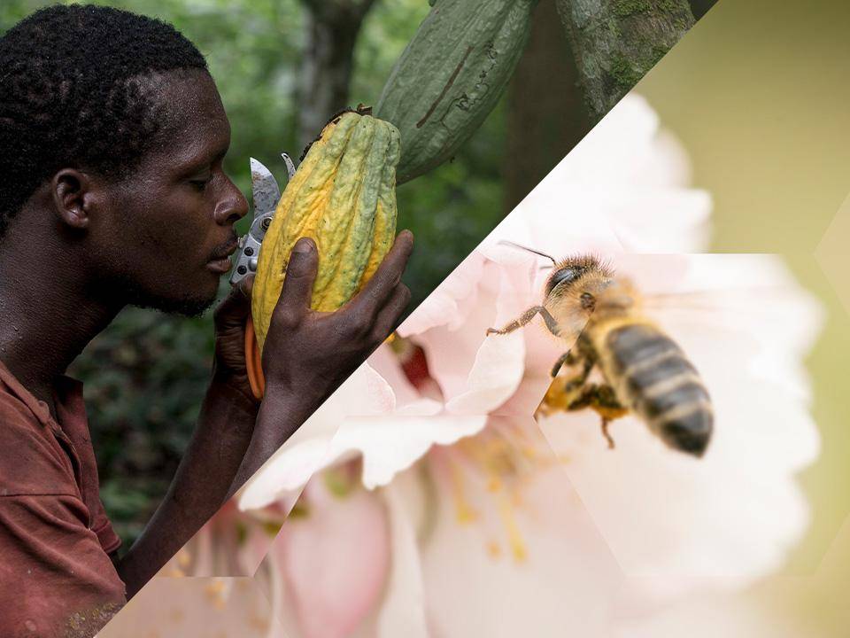 Cacao Barry - Nature