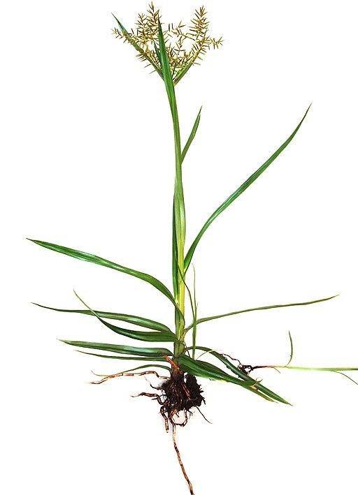 A picture of the Chufa Sedge, Cyperus esculentus