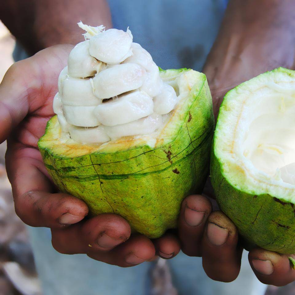 cacao fruits