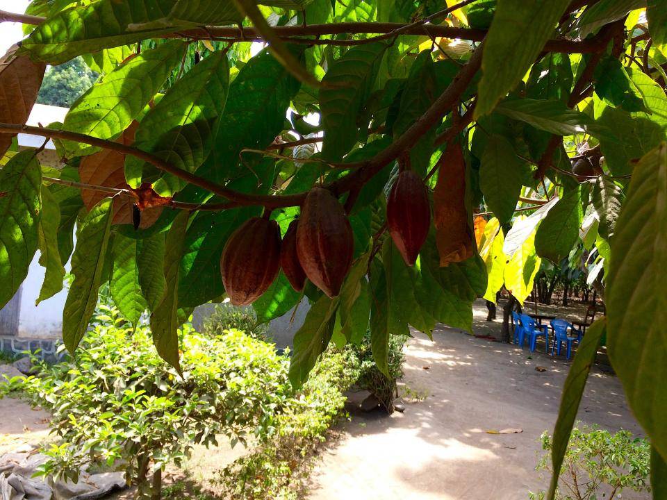 Tanzanian cocoa. Photo: Thomas Coly Tanzanian cocoa. Photo: Thomas Coly