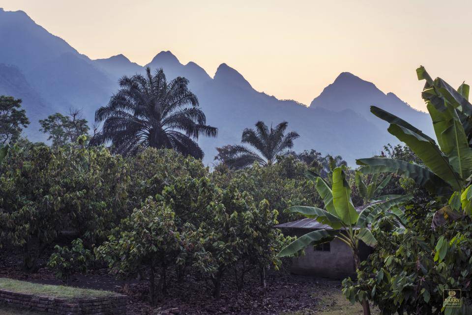 The beautiful Tanzanian plantations The beautiful Tanzanian plantations