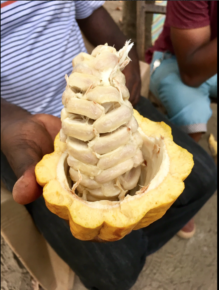Tanzanian cocoa. Photo: Victor Griffiths Tanzanian cocoa. Photo: Victor Griffiths