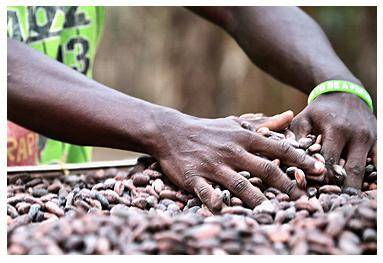 chocolate from sustainably sourced cocoa beans