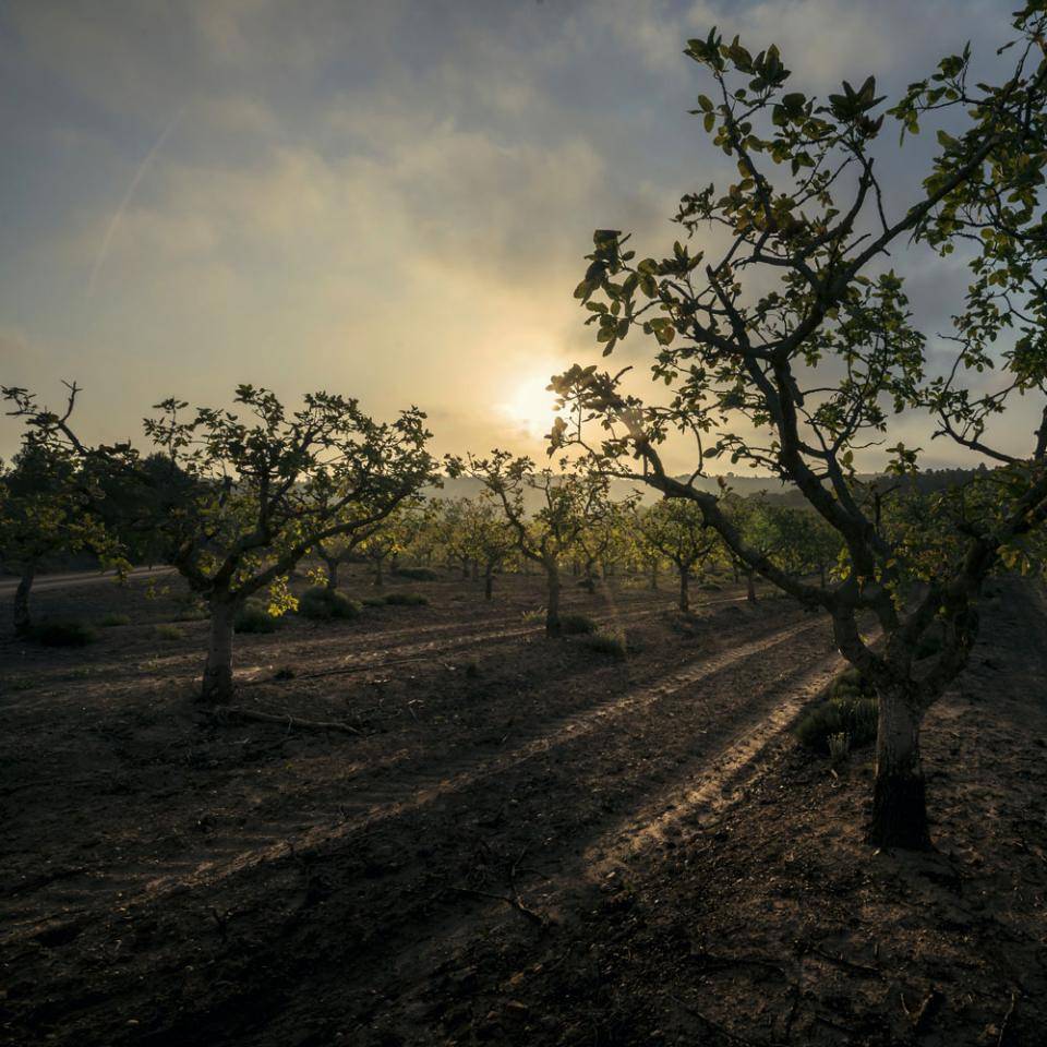 Pistachios Orchards