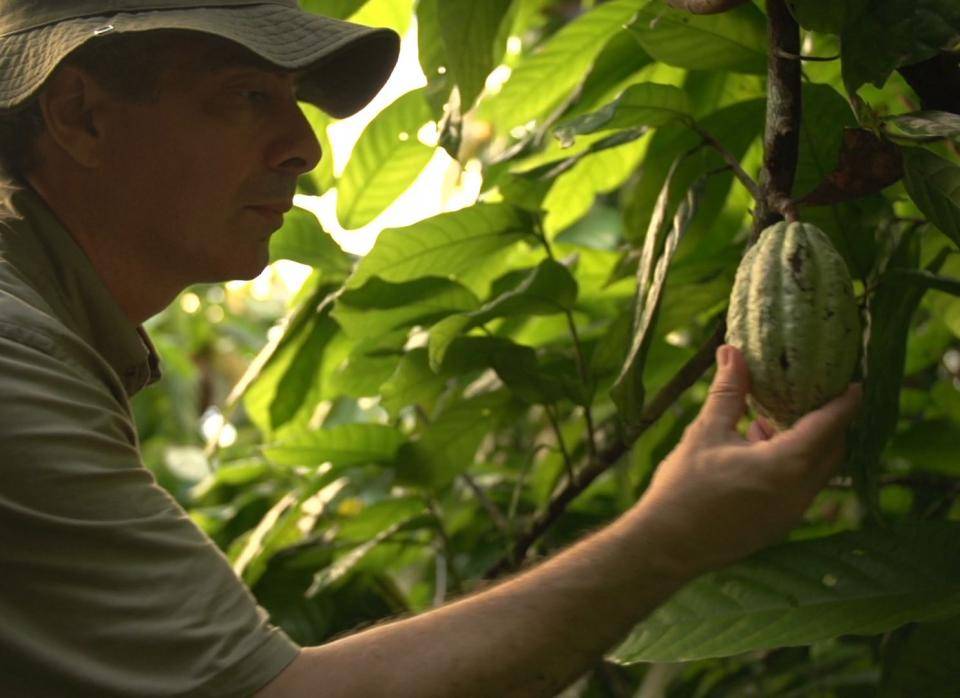 Alla scoperta delle radici e della grande tradizione del cacao