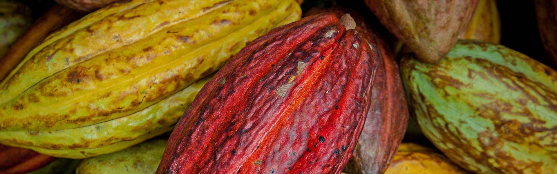 yellow red cocoa pods