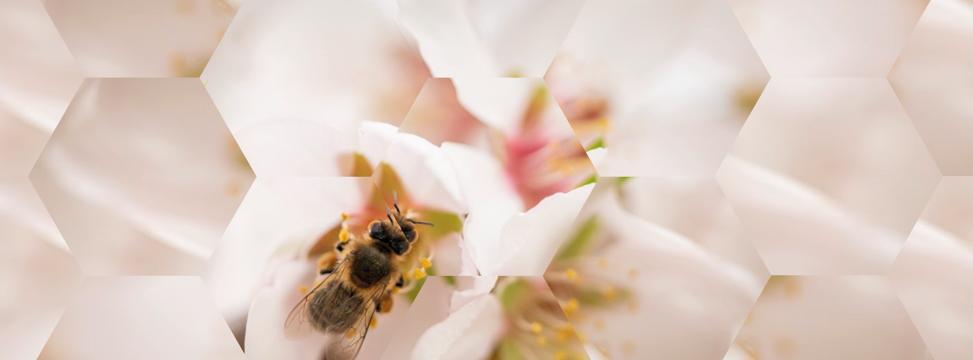 Partenaire du Label BEE FRIENDLY