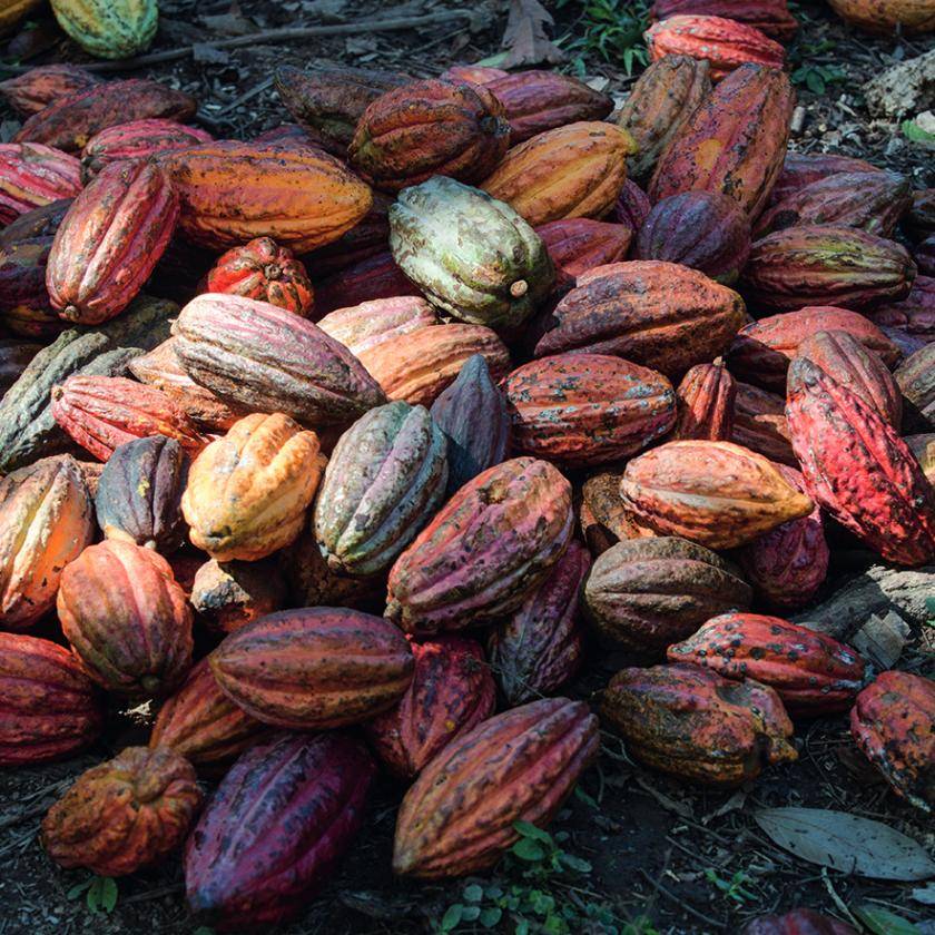Origine cocoa pods