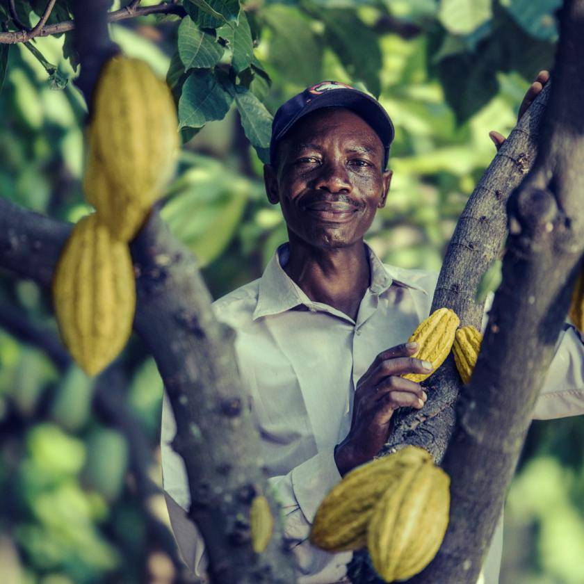 farmer in west africa cocoa plantation
