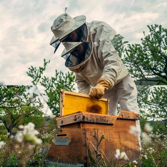 beekeeper-bees-almond-spain