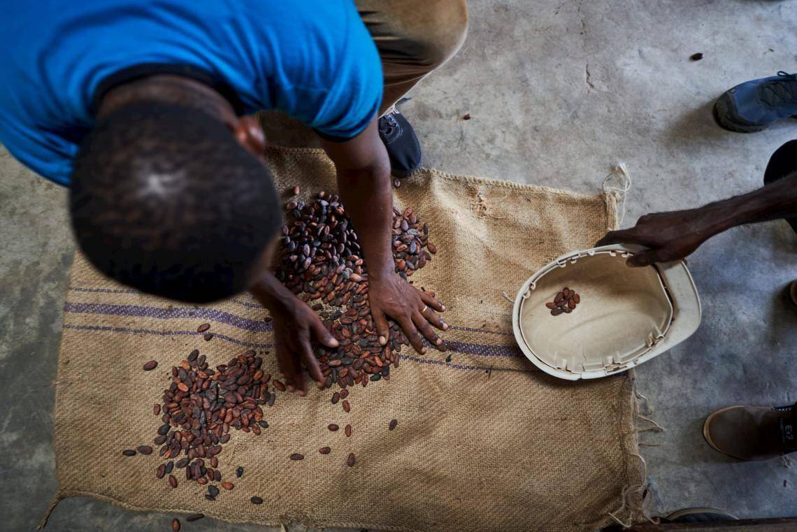 foto tirada de cima mostrando um rapaz negro e careca mexendo em pequenos grãos de cacau
