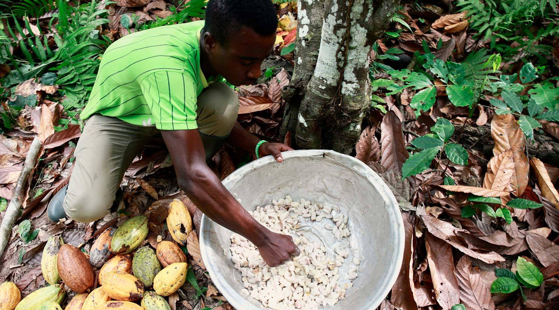 Cocoa beans are the lifeblood of thousands of people in the Ivory Coast and Ghana