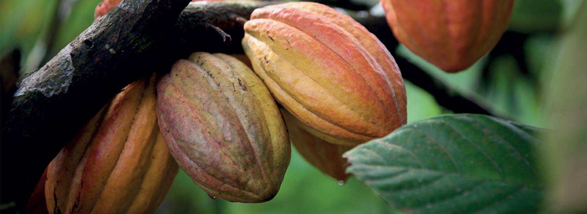Finest Cocoa Beans