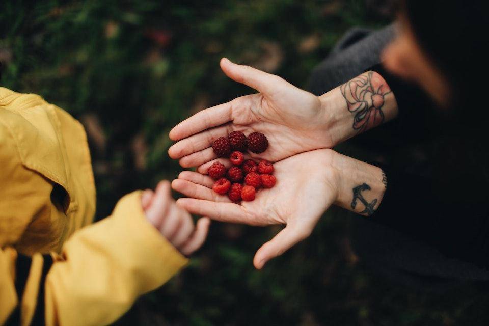 A pair of adult hands extend to a child, offering raspberries