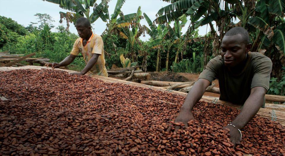 Workers process and sort cacao beans