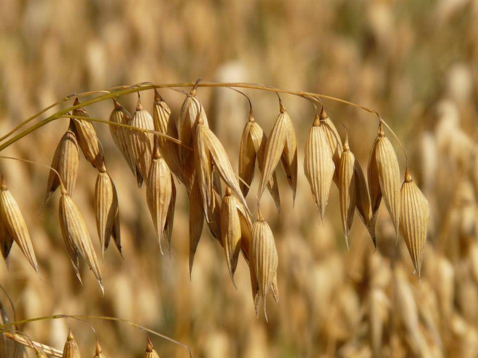 Oats growing in a field