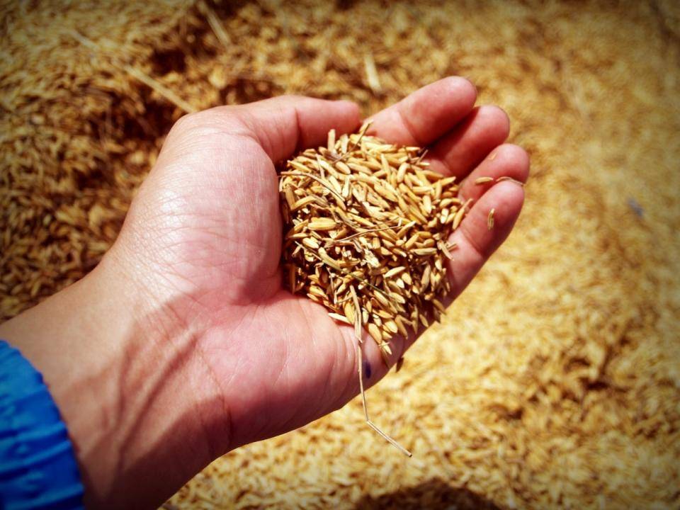 A hand, palm-up, holding unprocessed grains