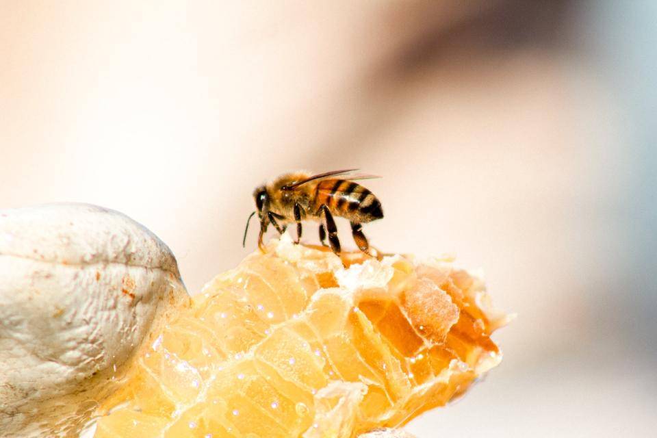 a leather-gloved hand holds a piece of honeycomb on which a bee has landed