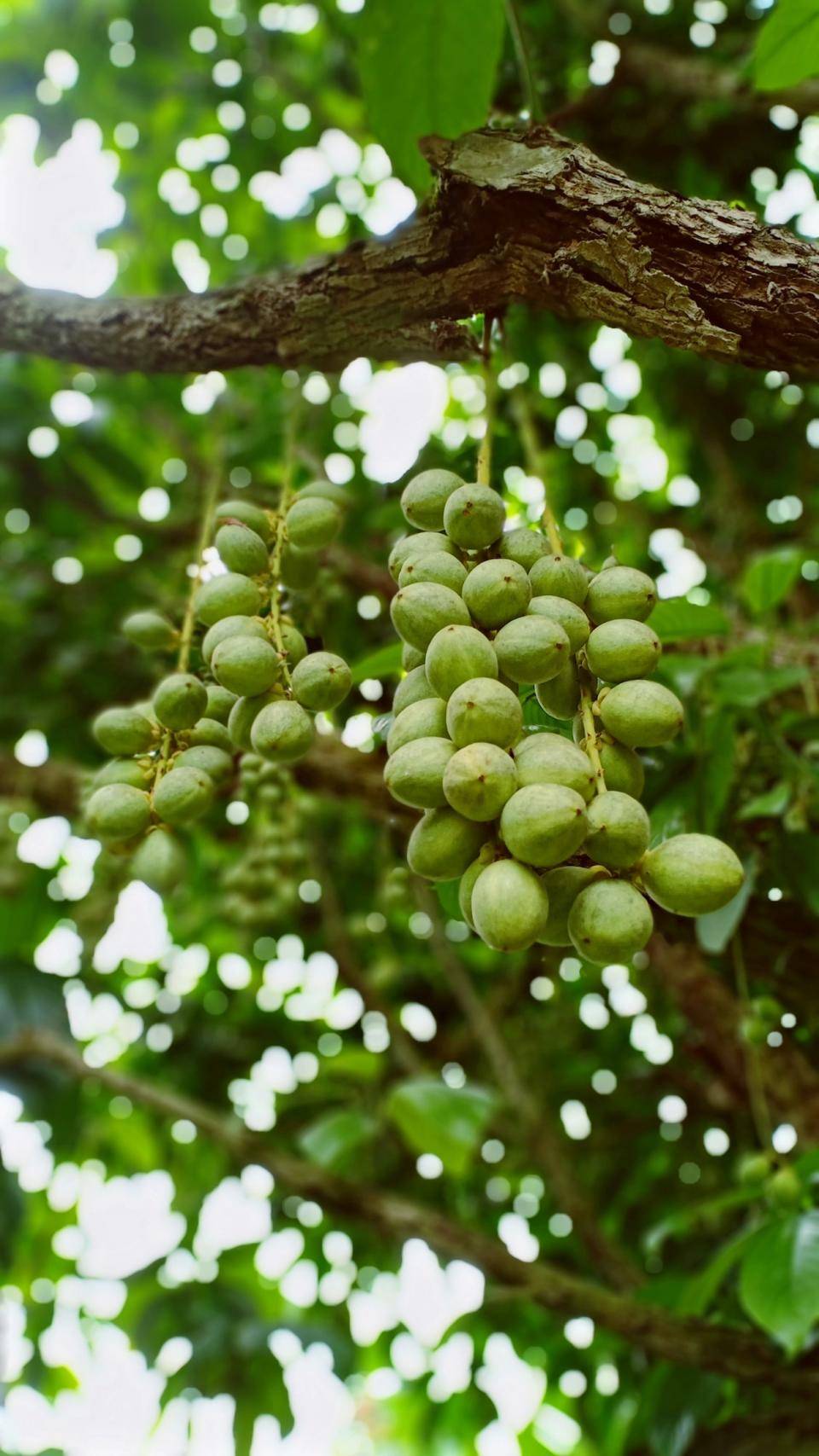 Round, green shea butter fruits hanging from a tree