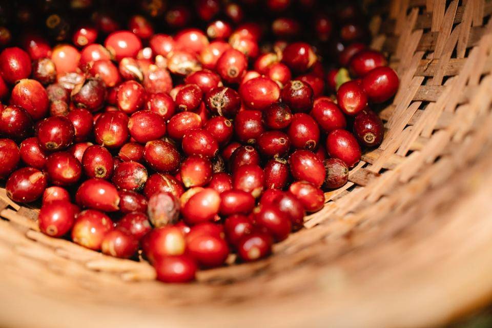 Coffee cherries spill out of a basket