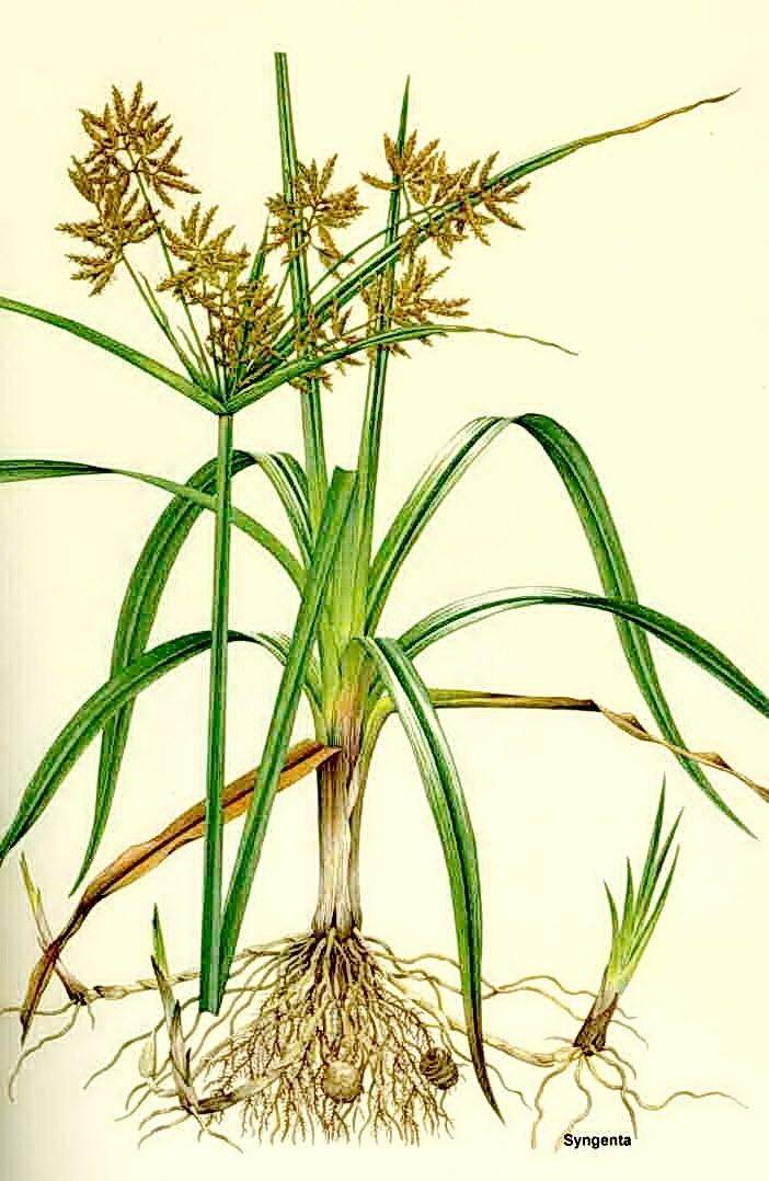 Drawing of a Chufa plant including leaves, roots, stems, and rhizomes