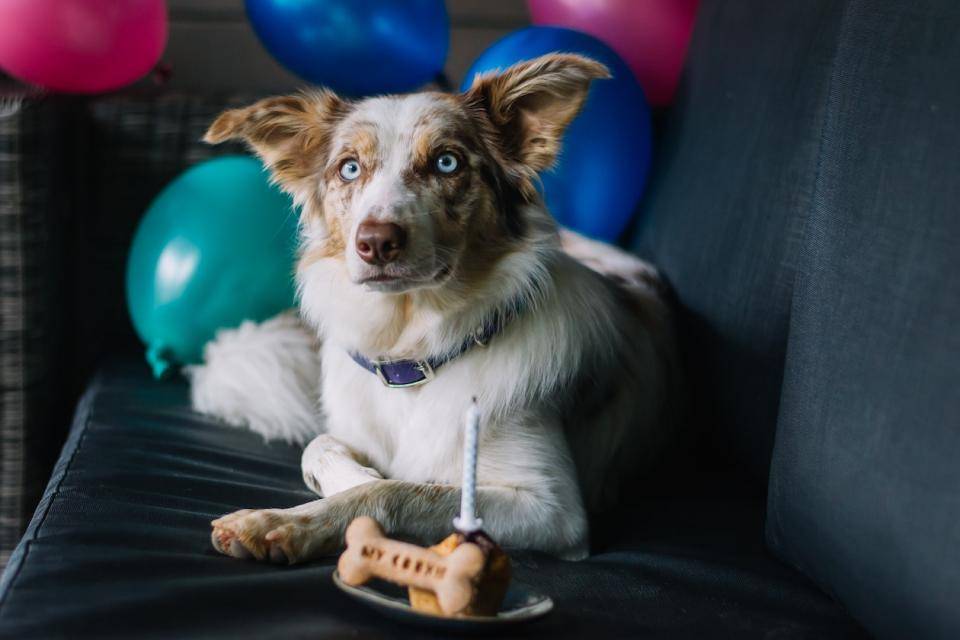A dog on its birthday with a special treat + a birthday candle