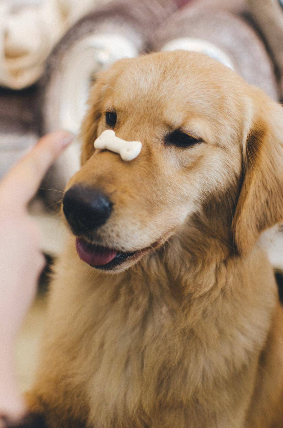 A heckin' good boy waits patiently with a biscuit balanced on his nose