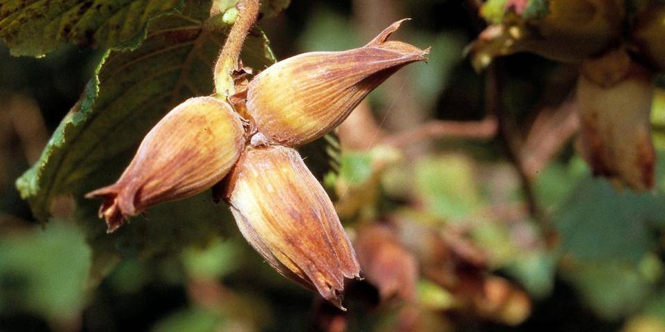 Kentish Cobnut blossoms