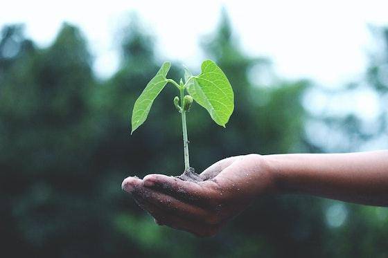 A hand holding a seedling