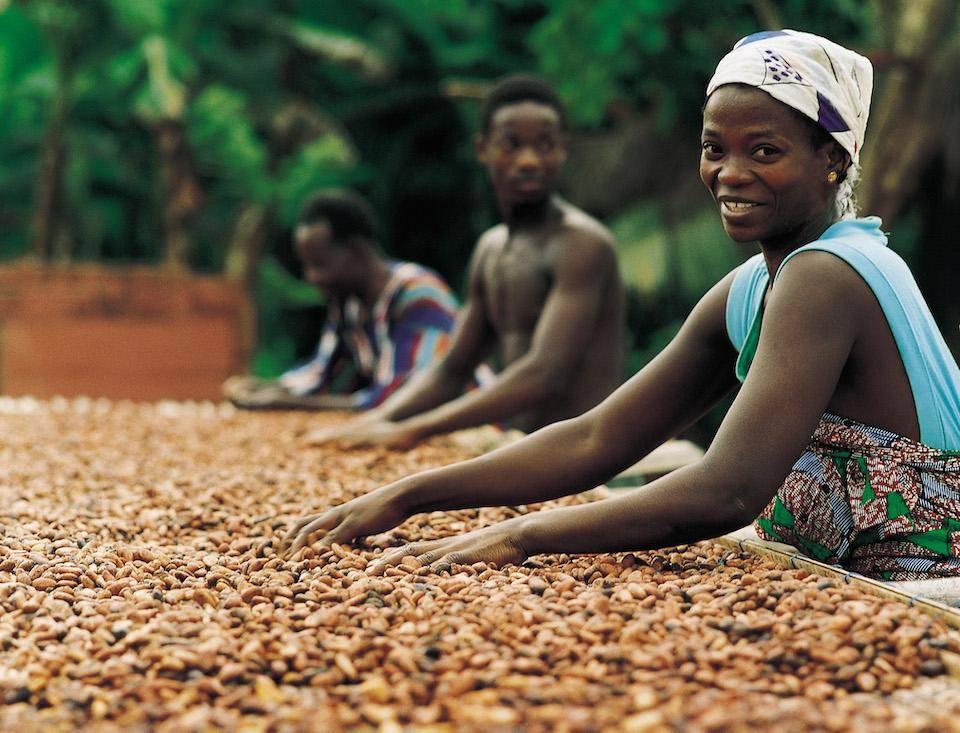 Cocoa farmers sorting a preparing cacao beans