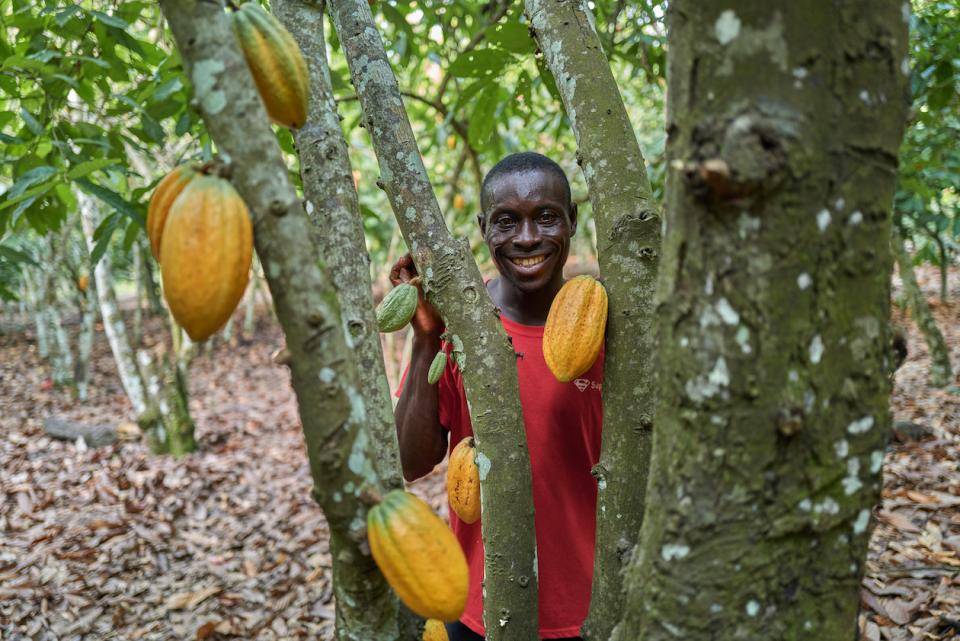 A cocoa farmers standing next to a cacao tree with ripe pods