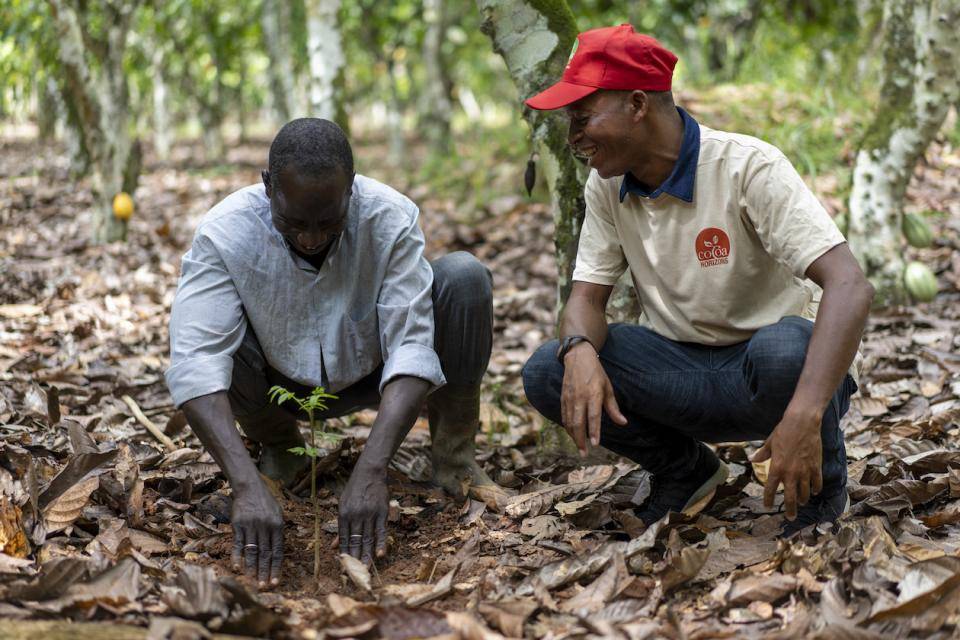 A Cocoa Horizons farmer and his coach tend to a cacao sapling