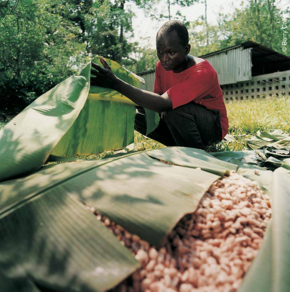 A cacao farmer covers cocoa bean pulp with banana leaves as the first step of fermentation