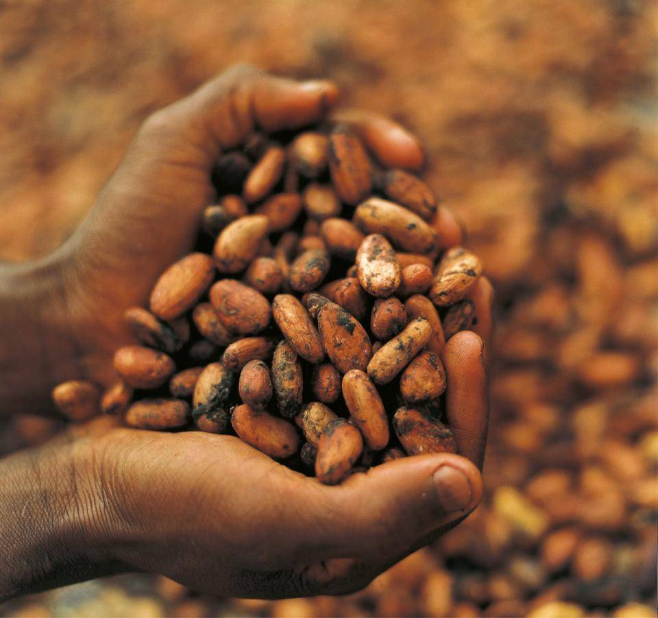 cocoa beans