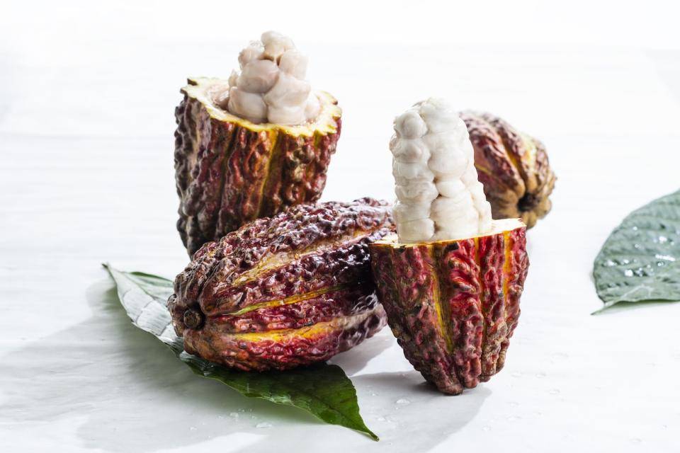 Cocoa pods split open to reveal the fruit inside