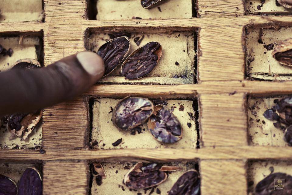 Split cocoa beans revealing the color change during fermentation