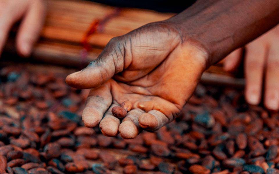 Chocolat Callebaut: Fèves de cacao Forestaro, produits laitiers