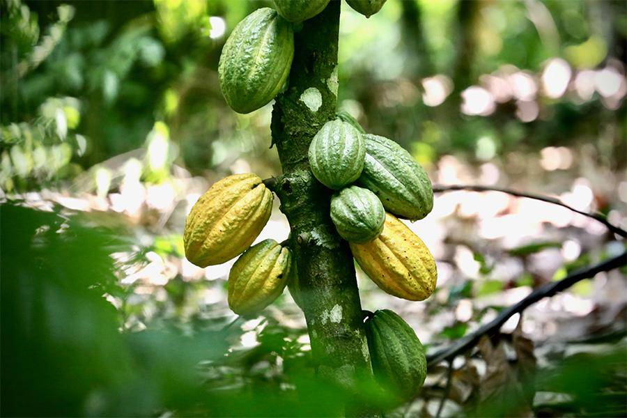 CALLEBAUT-SUSTAINABLE-Images