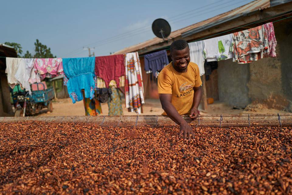 a cocoa farmer sorts cocoa beans as they are spread out to dry