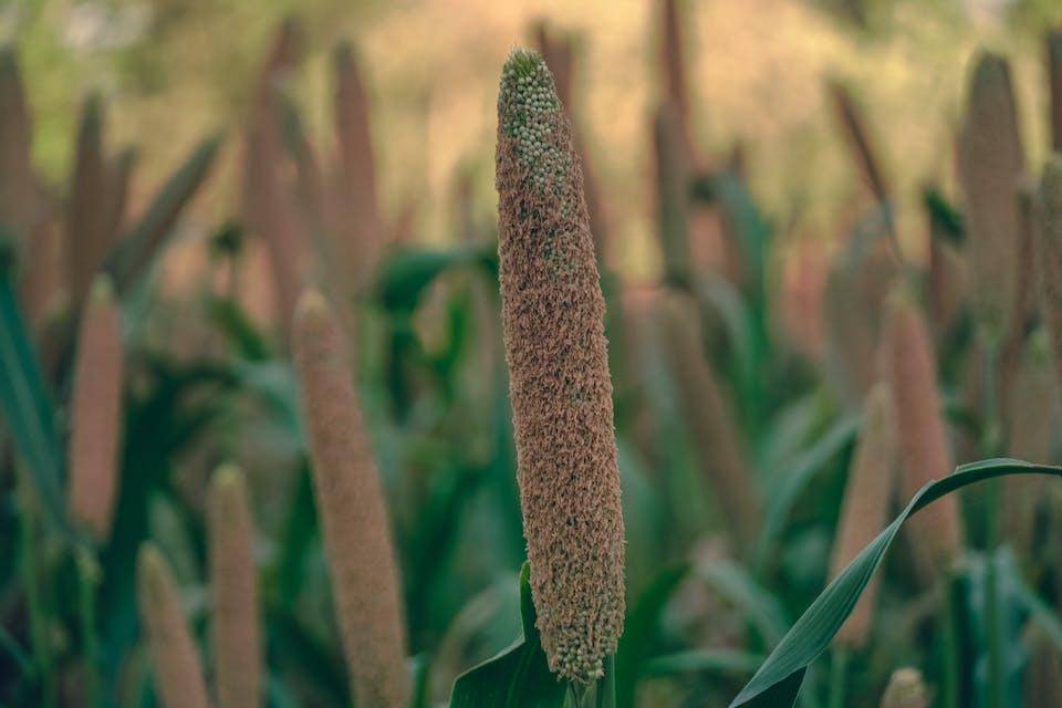 Close-up of Pearl Millet