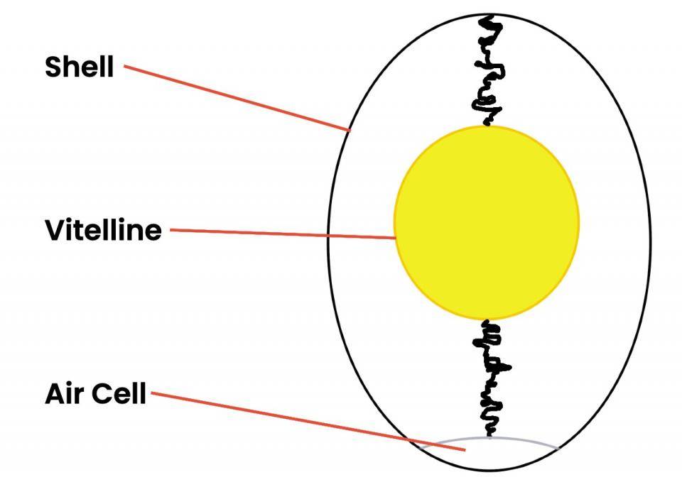 A diagram of an egg showing the shell, vitelline, and air cell