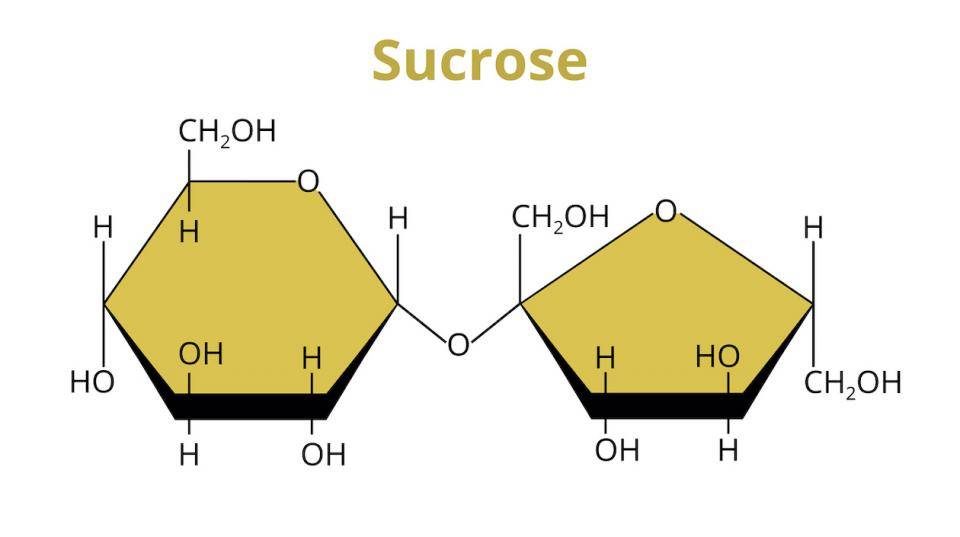 Illustration of a sucrose molecule