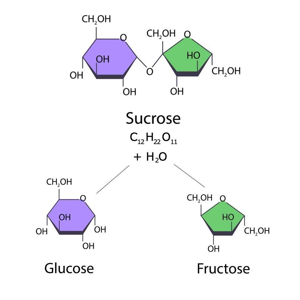 Sugar hydrolysis