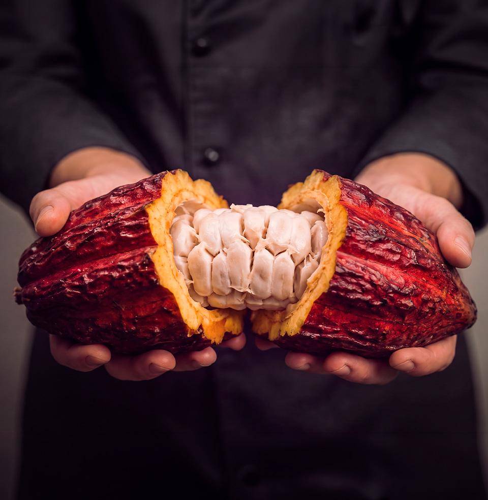 Cocoa bean pod